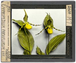 Cypripedium parviflorum var. pubescens lantern slide