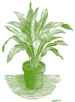 Aspidistra illustration by Joanna Roy