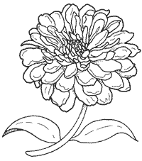 Zinnias