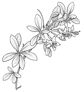 R. viscosum