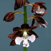 Calanthe discolor