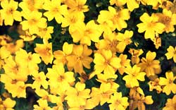 Tagetes 'Lemon Gem', marigold.