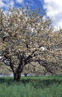 Apple Tree