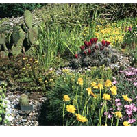 Cacti in garden.