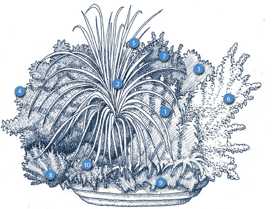 Citrus Container Garden (Diagram)