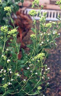 Stevia rebaudiana