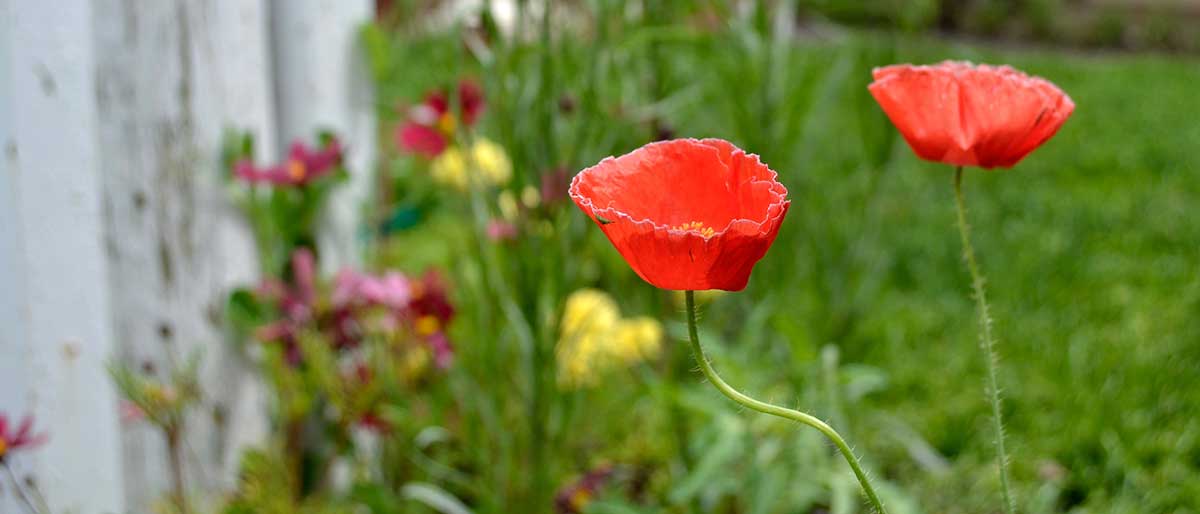 Two yellow-orange poppies against an out-of-focus green background.