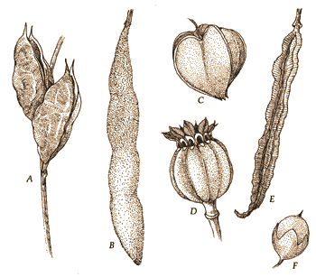 seed pods