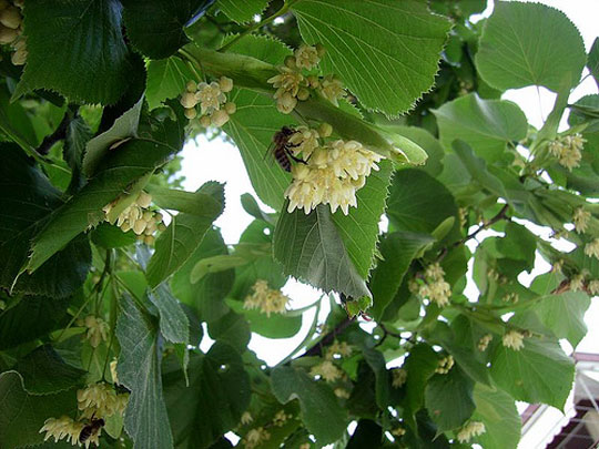 Trees that produce honey.