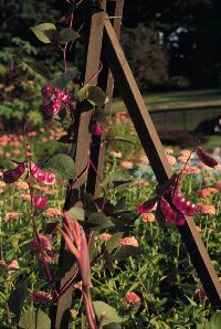 Hyacinth bean