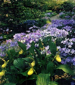 Lady Slipper Orchids and Blue Phlox