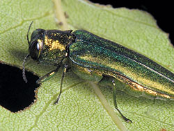 The emerald ash borer.