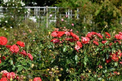 Red rose bushes blooming in the rose garden, with more roses on a trellis in the background.