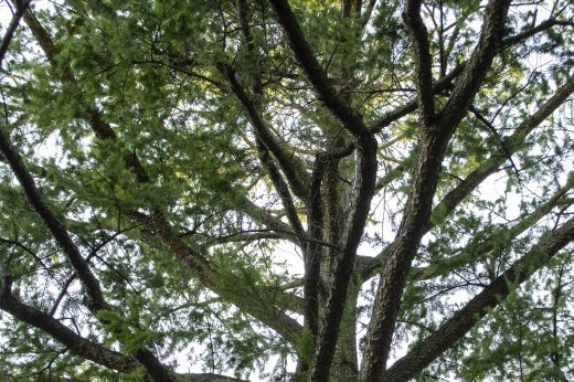 A tree with many branches and green leaves against the blue sky.