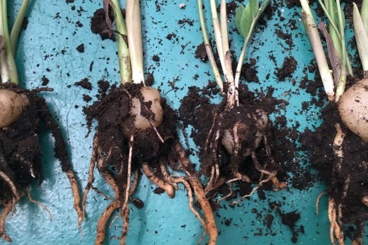 A plant divided into four parts, with soil clinging to its roots, against a blue background.