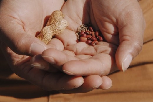 A pair of hands hold several seeds including beans and peanuts.