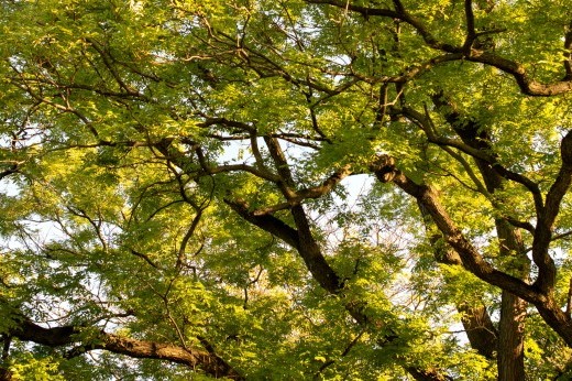 Curving brown tree branches covered with green leaves spread against a blue sky.