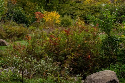 A lush landscape of flowering plants and shrubs starting to turn yellow and red.