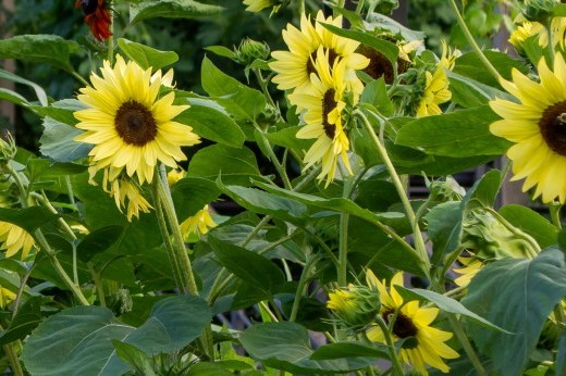 A cluster of pale yellow sunflowers with dark brown centers surrounded by green leaves.