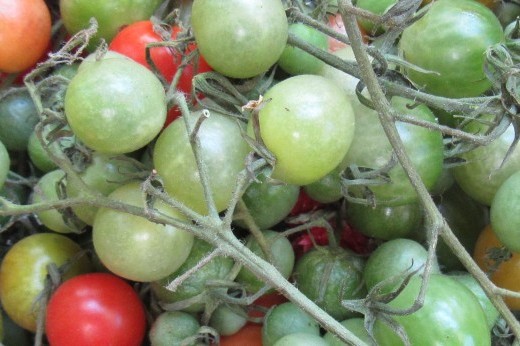 Small round cherry tomatoes in green, red, and orange are clustered together on a plate.