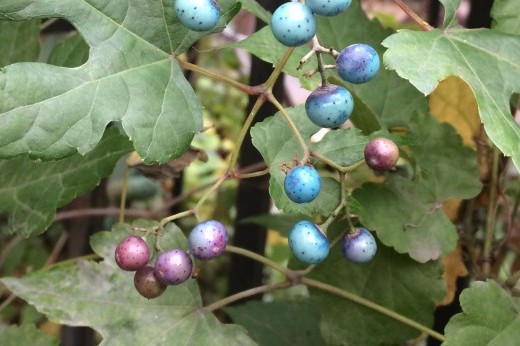 a porcelain berry vine