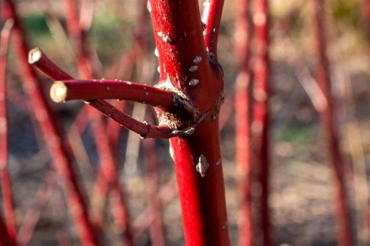 Bare red Dogwood branches with pruning cuts stand in a cluster.