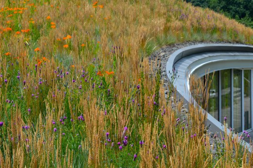 diversity of plants on visitor center green roof