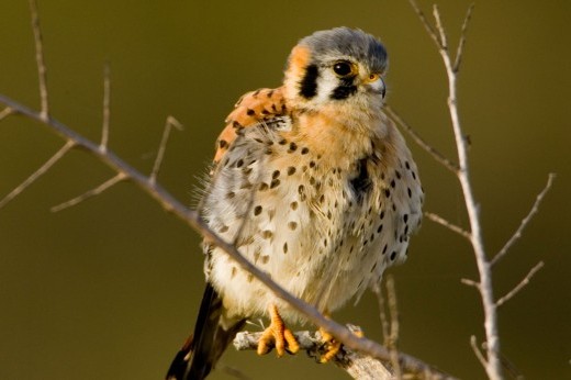 an American kestrel