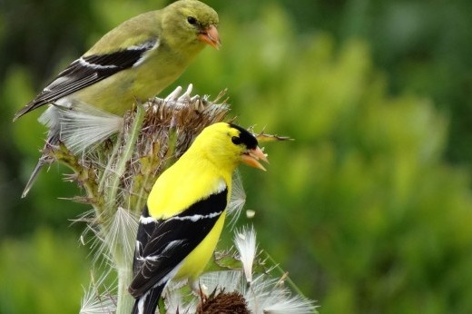 american goldfinch