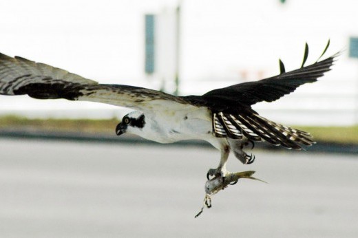 osprey clutching a fish