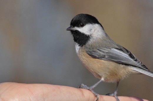 a black-capped chickadee sitting on a person's hand