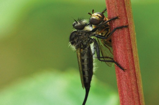 Close-up of a fly.