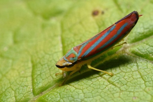 A bug with a red and blue pattern on its body on a leaf.