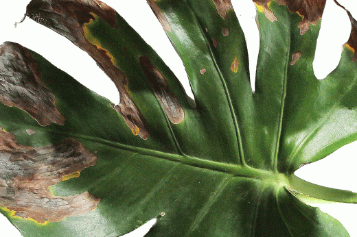 a green monstera leaf with brown edges