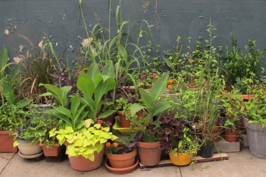 a variety of plants growing in containers