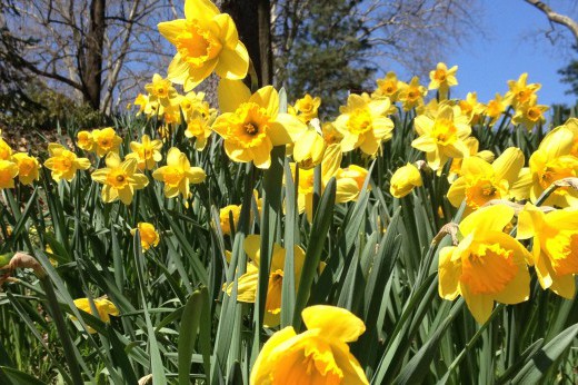 a hillside covered in yellow daffodils