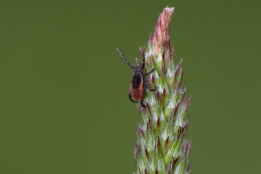 A deer tick waits in questing position on a flower stalk.