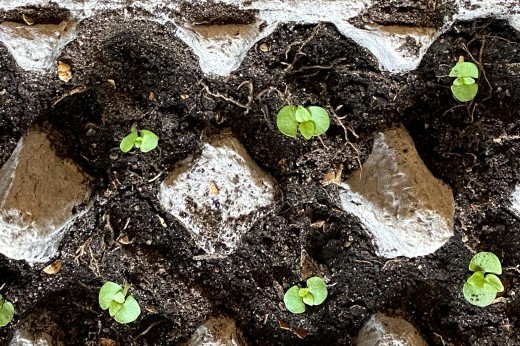 seedlings growing in an egg carton