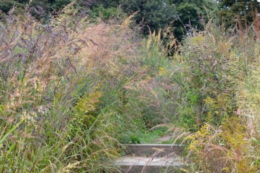 drifts of different grass species