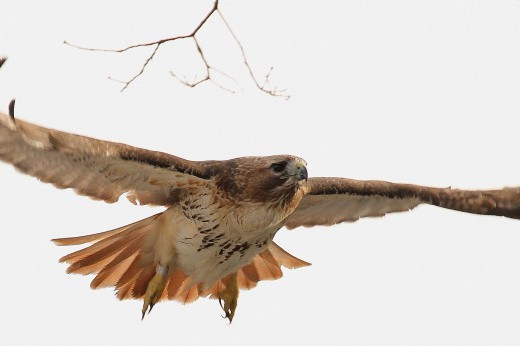 a red tail hawk in flight