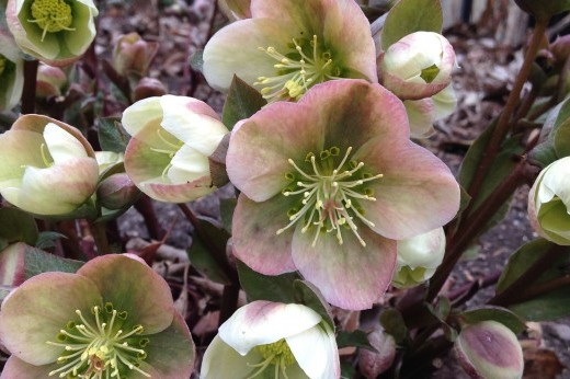 hellebores in bloom