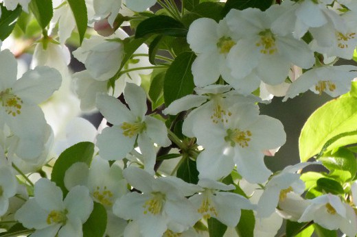 Closeup of white crabapple flowers.