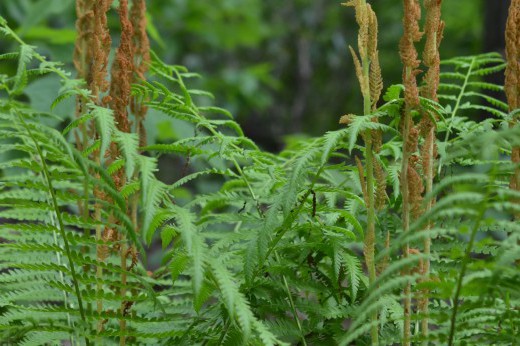 cinnamon fern growing beneath a tree