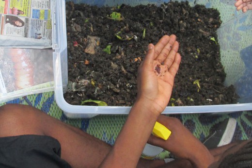 Hands holding small worms over a plastic worm bin.