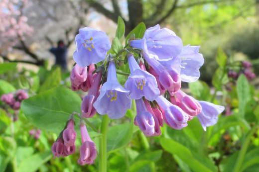 purple- and pink-flowered Virginia bluebells