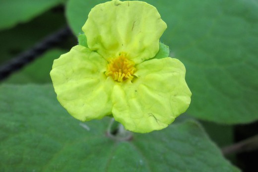 a yellow flower on an upright wild ginger plant