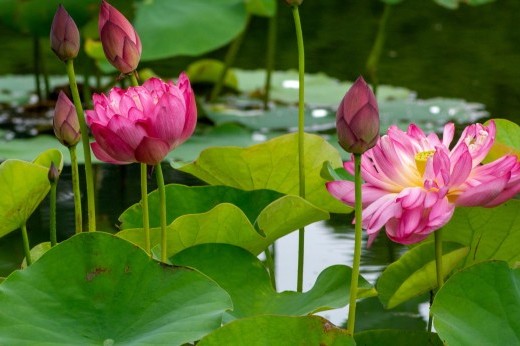 Two large pink flowers bloom alongside buds and circular green leaves.