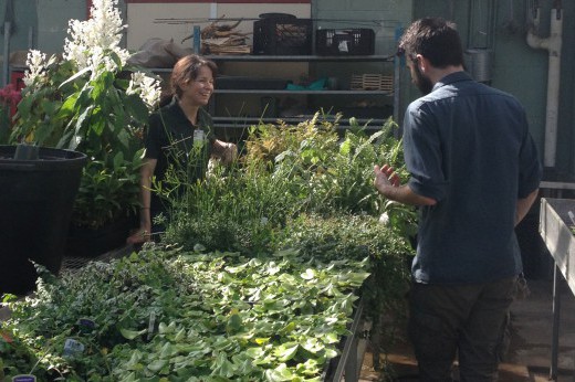 horticulture staff and plants in a greenhouse