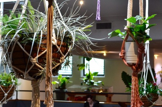 hanging plants on display