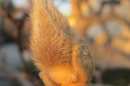 a closed magnolia bud covered with silver hair